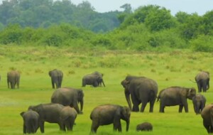 Elephants of Horton Plains | Sri Lanka