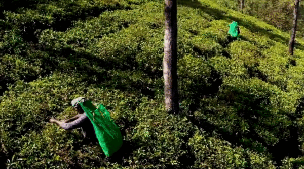 Diplomatic thaw in Middle East sparks hope for Sri Lankan tea exports-By Sanath Nanayakkare